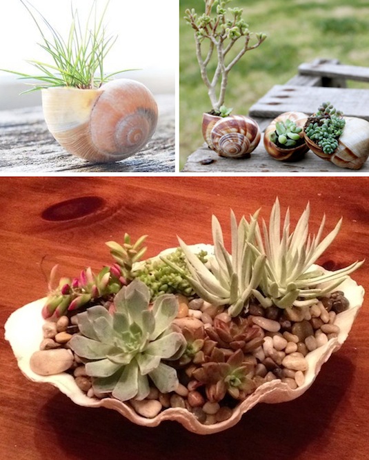 Use shells for small plants