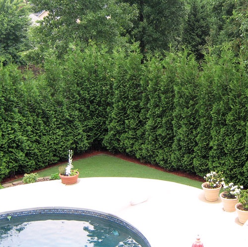 13 Attractive Ways To Add Privacy To Your Yard & Deck (With lots of pictures and resources)