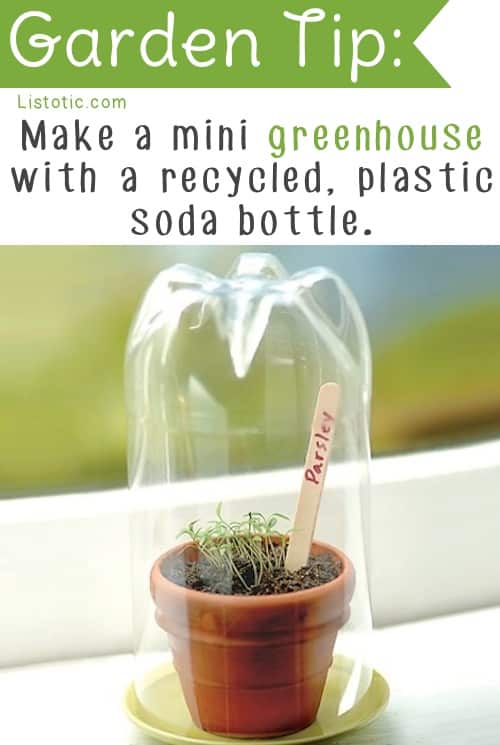 Mini Greenhouse Idea that's cheap and easy -- Easy DIY gardening tips and ideas for beginners and beyond! Tips and tricks for your flower or vegetable garden, or for your front or backyard landscaping design. A few garden projects and ideas you can do for cheap! Listotic.com