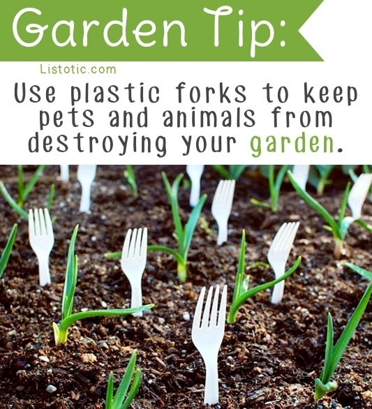 How to keep pets and animals out of your garden -- Easy DIY gardening tips and ideas for beginners and beyond! Tips and tricks for your flower or vegetable garden, or for your front or backyard landscaping design. A few garden projects and ideas you can do for cheap! Listotic.com