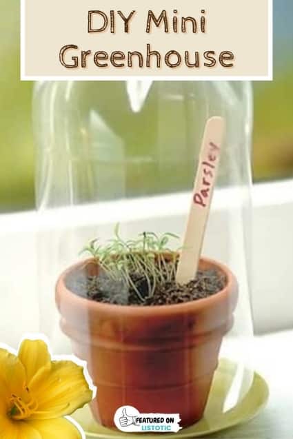 DIY mini greenhouse.