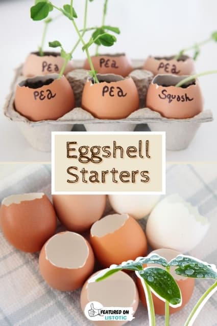 Eggshell starters.