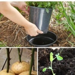 Gardening tips and ideas.