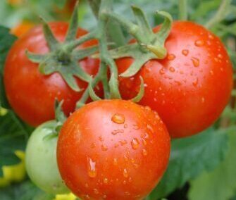 When To Plant Vegetable Garden - Get Help and Garden Ideas ⋆ Listotic
