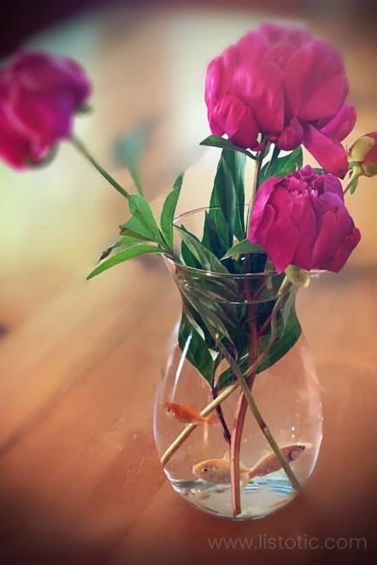 Rund blomvas i glas med vatten, tre guldfiskar och tre stora rosa pionblommor på ett rustikt matsalsbord.