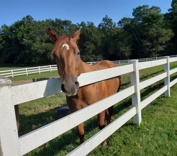 A horse waiting along a fence.