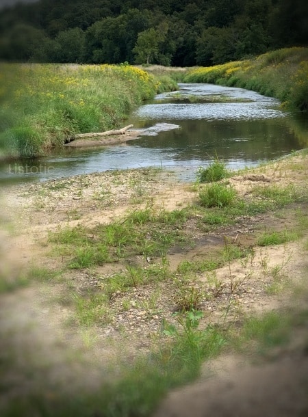 : Sand and rock beach leading to a winding creek that empties into the river and green grassy creek bank with yellow flowers growing on a summer day. 