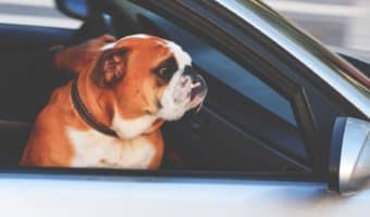 Bull dog sitting in car looking out passenger window.