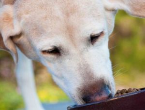 A golden lab dog eating dog food out of a wooden bowl. 