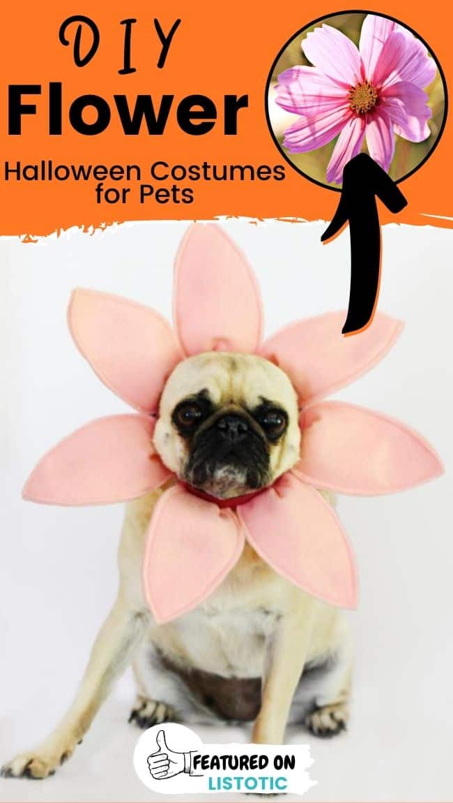A pug with a DIY flower animal Halloween costumes.