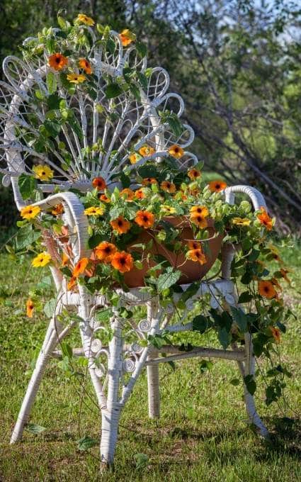 orange black eyed Susan vine fairy garden flowers growing around a chair