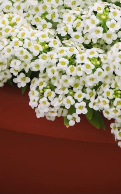 white Alyssum hardy annual flowers fairy garden plants