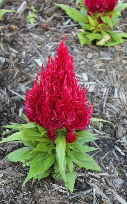 Celosia flower Plants for miniature garden