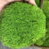 fairy garden moss