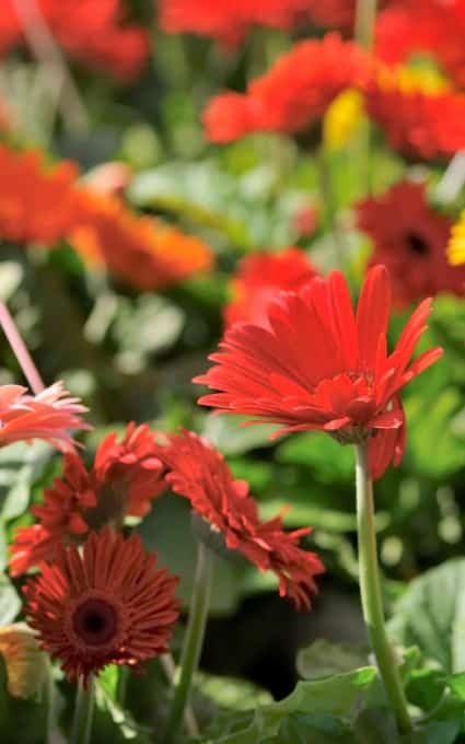 Gerber daisy hardy annual flowers