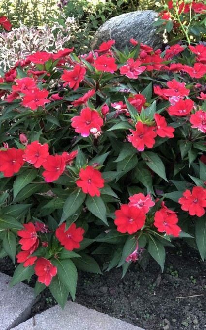pink impatiens hearty hardy annual flowers and are Plants for miniature garden