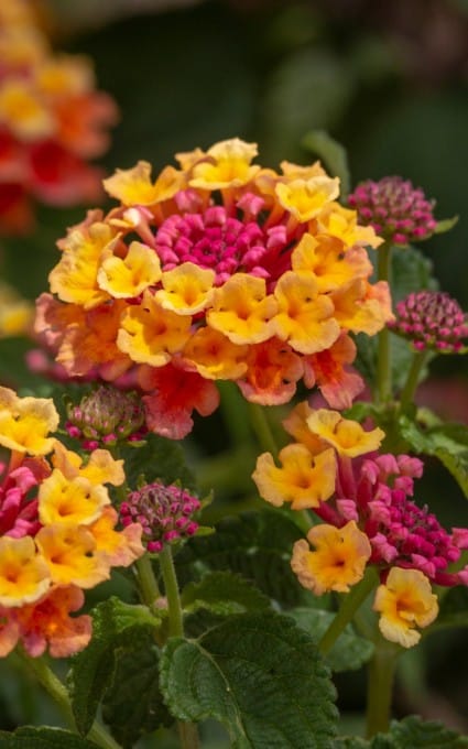 pink and yellow lantana flower