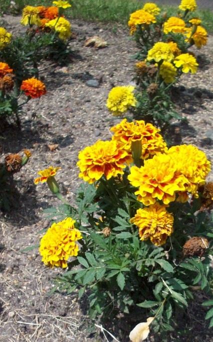 orange marigold hardy annual flowers