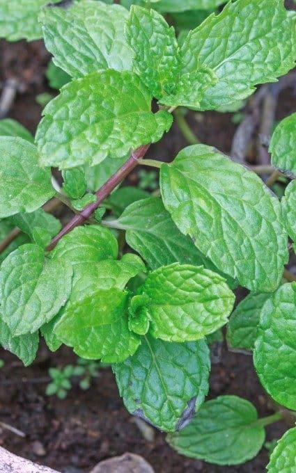 mint garden herb plant