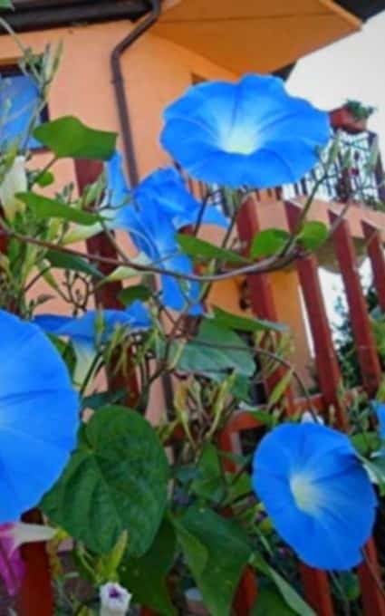 blue morning glory flower