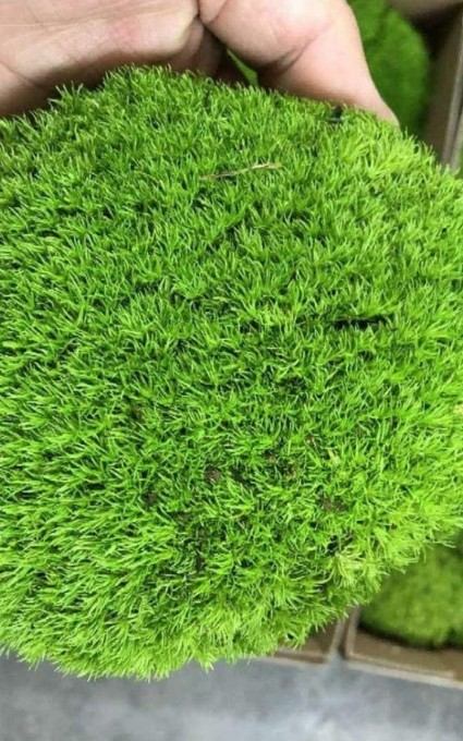 pillow moss fairy garden plants