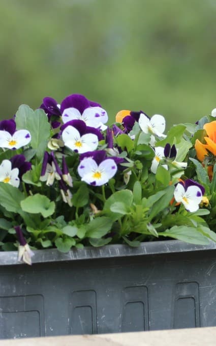 pansy hardy annual flowers