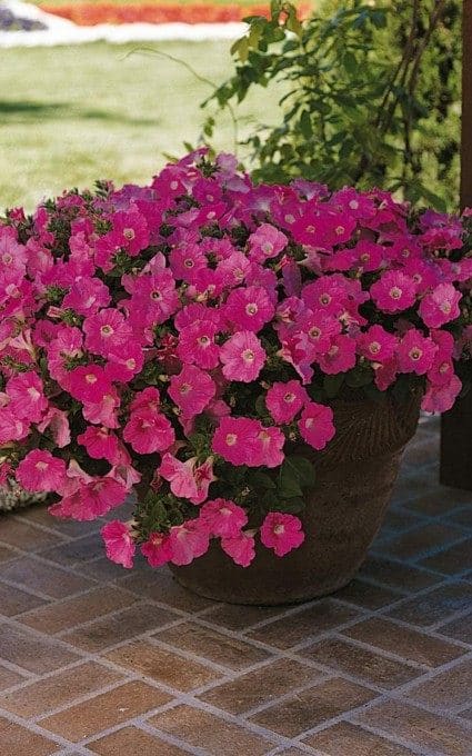 petunia hardy annual flowers