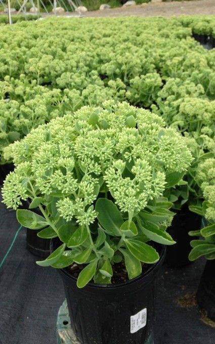 sedum plant Plants for miniature garden