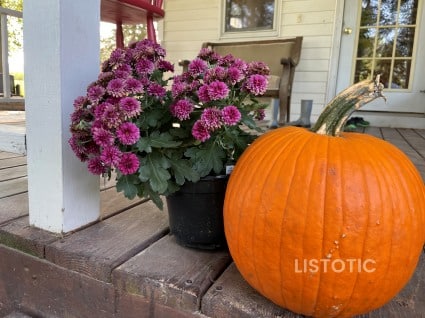 mum flower and pumpkin