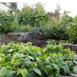When to plant vegetables garden ideas.