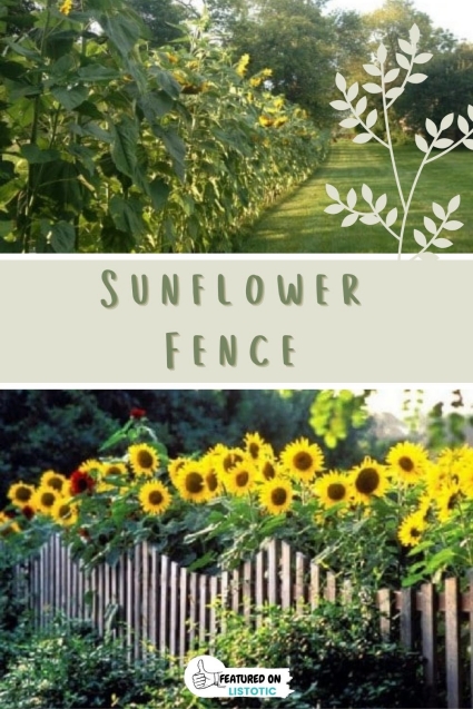 Backyard fencing ideas.