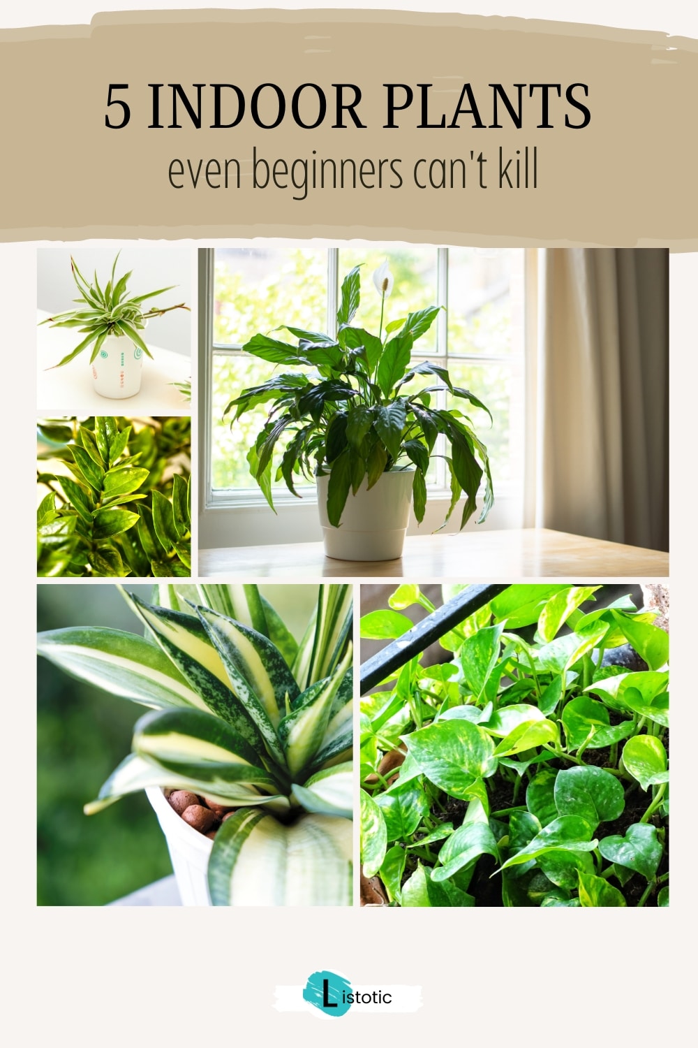 5 easy indoor plants perfect for beginners