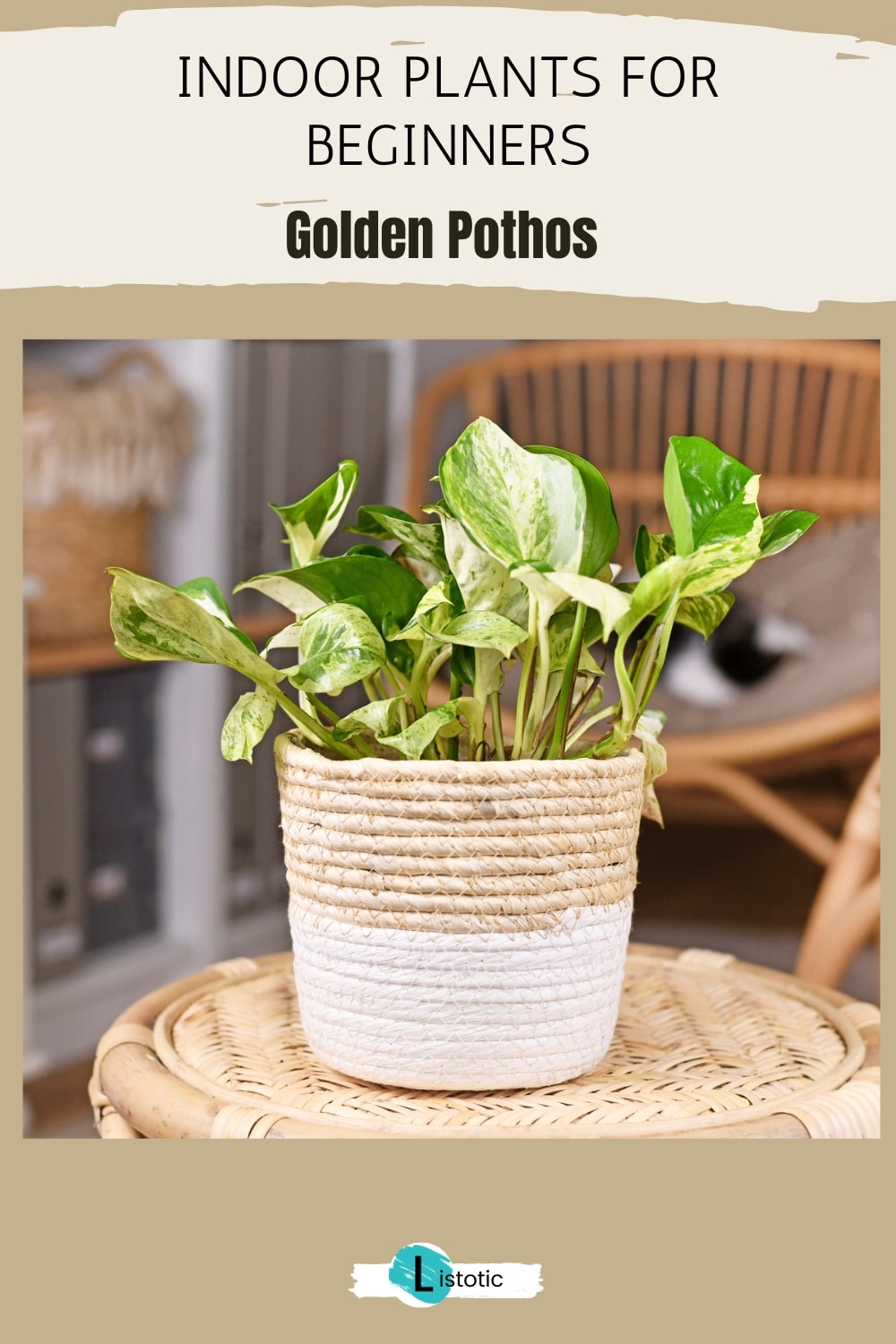 golden pothos plant in a basket