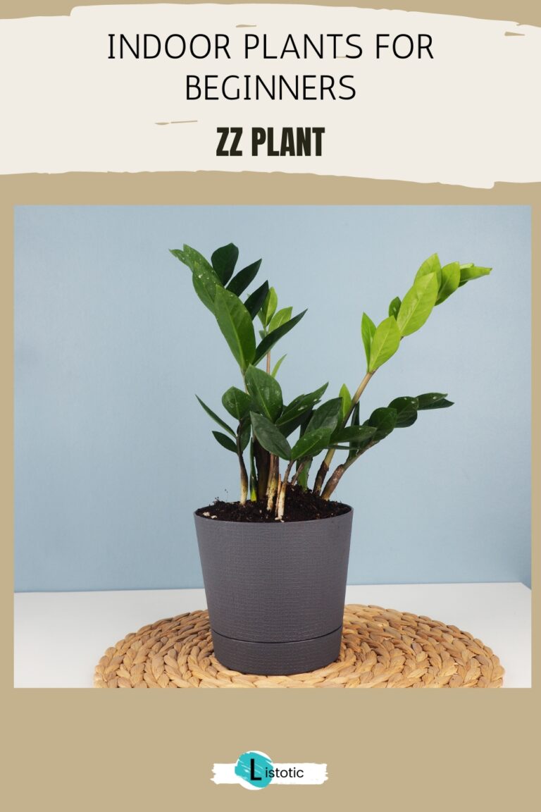 5 Indoor Plants Even Beginners Can T Kill тлж Listotic 5 Indoor Plants Even Beginners Can T Kill тлж Listotic