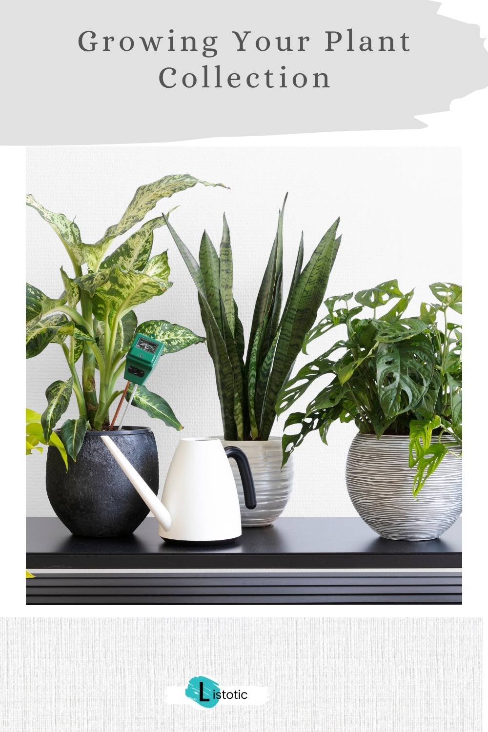 adding to your indoor plant collection