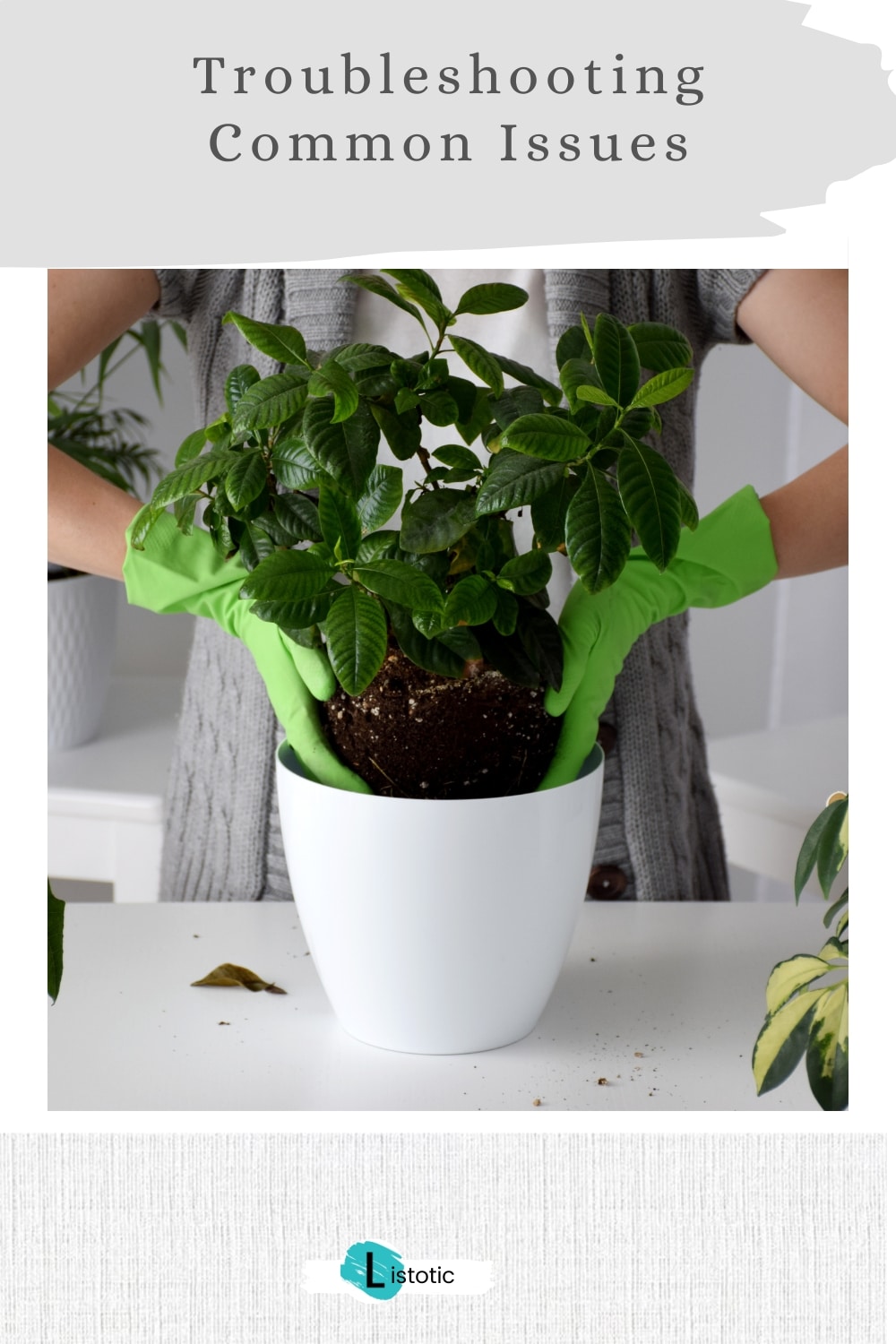 determine common problems with your indoor plants